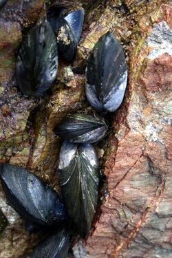 Des moules sauvages, sur un rocher