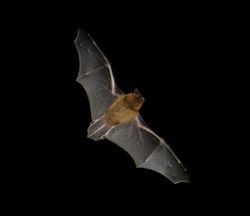 Une pipistrelle commune