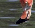 Le flamant rose utilise son bec pour filtrer l'eau et en extraire le plancton dont il se nourrit