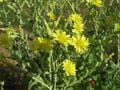 Zoom sur les fleurs d'une laitue