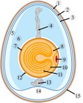 Anatomie d'un œuf de poule