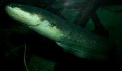Gros plan sur une anguille électrique, dans un aquarium. On voit bien les capteurs électriques, petits trous sur les côtés de la tête et sous la gorge.