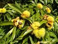 Un rameau de châtaignier, avec ses feuilles et ses fruits.