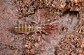 Un schizomide, Hubbardia pentapeltis. On connaît 250 espèces de schizomides.