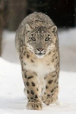 Une panthère des neiges