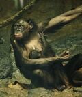 Le Bonobo (Pan paniscus)