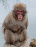 Un macaque japonais, dans la neige