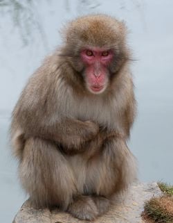 Un macaque japonais, dans la neige, en hiver