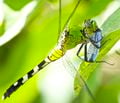 Une libellule vient de capturer un papillon pour le manger