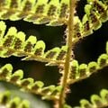 Vue de dessous, les feuilles laissent voir les spores.