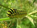 Chenille du papillon machaon.