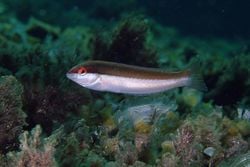 Girelle commune (Coris juliis), en Méditerranée