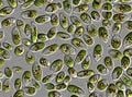 L'algue microscopique Dulaniella vit dans les eaux très salées. Les petits grains rouges à l'intérieur de la cellule sont des organites riches en caroténoïdes.