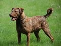 Un Retriever de la baie de Chesapeake