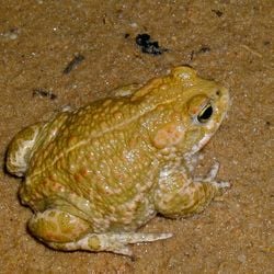 Un crapaud calamite, en Bourgogne