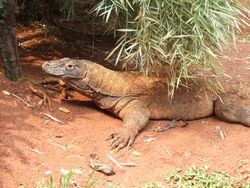 Un dragon de Komodo