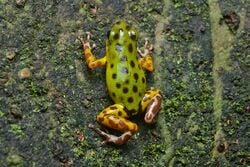 Un dendrobate fraise «&nbsp;Isla Colón&nbsp;». Les dendrobates fraises originaires de l'île Colón, au Panama, sont verts tachetés de noir.