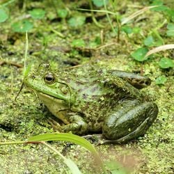 Une grenouille taureau, aux États-Unis