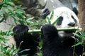 Le panda est un herbivore qui ne se nourrit que de bambou