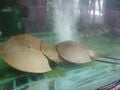 Limule japonaise, en aquarium