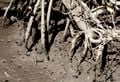 Des terriers de crabes violonistes, dans la boue