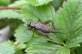 Des insectes