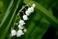 La grappe du muguet : les fleurs ne poussent que d'un côté de la tige
