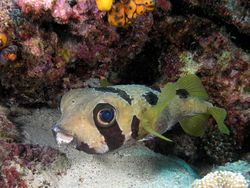 Poisson porc-épic à épines courtes (Diodon liturosus), en Indonésie