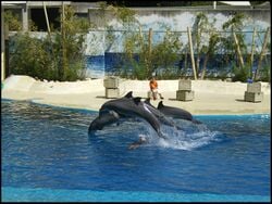Spectacle de dauphins