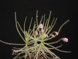 La Byblis, une plante carnivore d’Australie