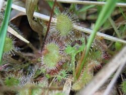 Un droséra. On voit bien les poils gluants qui lui servent à capturer les insectes.