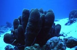 Des éponges, aux Philippines