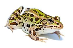 Une grenouille léopard (Lithobates pipiens)