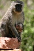 Un Cercopithèque (Cercopithecus aethiops)