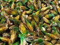 Des moules vertes de Nouvelle-Zélande