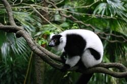 Un maki vari noir et blanc