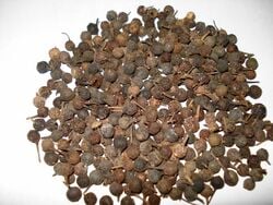 Des grains de cubèbe, ou poivre à queue.