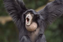 Un siamang, en train de crier