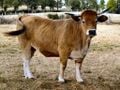 Une vache de race Aubrac.