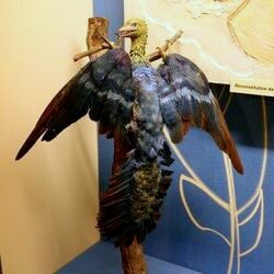 L'archéopteryx est le tout premier dinosaure à plume jamais découvert. Il a longtemps été considéré comme le plus ancien oiseau connu, mais des découvertes récentes montrent qu'il pourrait en fait appartenir à un autre groupe de dinosaures, cousins des oiseaux.
