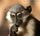 Images sur les singes
