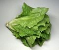 Une laitue comme on la mange (laitue romaine)