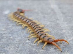 Scolopendre méditerranéenne (Solopendra cingulata)
