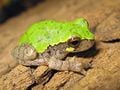 Hyla avivoca