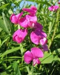 La grappe de la gesse : les fleurs poussent sur deux lignes le long de la tige, mais pas de tous les côtés.