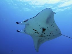 Une raie manta, à Hawaï