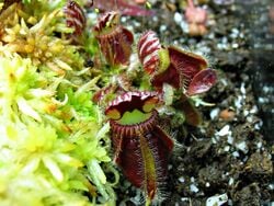 La Cephalotus, une plante carnivore qui a des pièges en forme d'urnes.