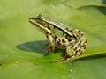 Une grenouille verte (grenouille rieuse x grenouille de Lessona)