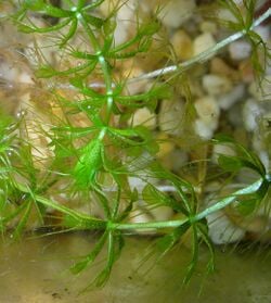 L'Aldrovanda est une plante aquatique carnivore, de la même famille que la dionée et le droséra.