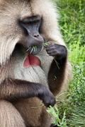 Un mâle gélada, en train de manger de l'herbe